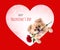 Cute puppies Pomeranian Mixed breed Pekingese dog sitting with rose in heart shape for Valentines day