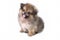 Cute puppies Pomeranian Mixed breed Pekingese of dog standing on white background