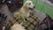 Cute puppies of retriever obediently behaving to please visitors of kennel