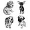 Cute puppies set. Terrier, spaniel and pug. Black and white hand drawing
