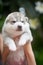 Cute puppies siberian husky