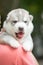 Cute puppies siberian husky