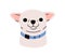 Cute puppy avatar of Chihuahua breed. Little toy dog, funny companion pup head. Canine animal, face portrait. Small