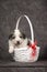Cute puppy in basket