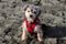 Cute puppy on the beach