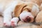 Cute Puppy Beagle sleep