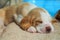 Cute Puppy Beagle sleep