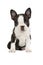 Cute puppy Boston Terrier