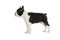 Cute puppy Boston Terrier