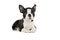 Cute puppy Boston Terrier