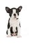 Cute puppy Boston Terrier