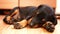 Cute puppy breed Doberman sleeping. Little dog.