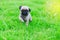 Cute puppy brown Pug