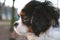 Cute puppy - cavalier king charles spaniel puppy in the park