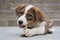 Cute puppy chewing food on the floor