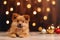 cute puppy - Christmas season - Xmas decoration - dark golden background bokeh lights - baubles