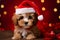 cute puppy - Christmas season - Xmas decoration - santa hat - red background