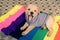 Cute puppy on colorful blanket