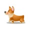 Cute puppy corgi dog is walking strong on street