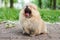 Cute puppy cream Pomeranian street yawns.