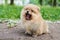 Cute puppy cream Pomeranian street yawns.