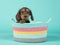 Cute puppy dachshund in a colorful basket on a mint blue background