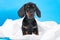 Cute puppy dachshund guiltily looks at the owner after pranks with toilet paper, on a blue background of the house