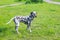 cute puppy Dalmatian for a walk in the Park portrait.Summer portrait of cute and smiling dalmatian dog with black spots