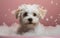 Cute puppy dog in a bathtub, Generative AI