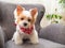 Cute puppy dog biewer Yorkshire terrier with red collar at home