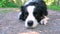 Cute puppy dog border collie lying down on park background. Little pet dog with funny face in sunny summer day outdoors