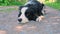 Cute puppy dog border collie lying down on park background. Little pet dog with funny face in sunny summer day outdoors