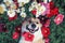 Cute puppy dog Corgi lies in the lush green grass among the beautiful flowers and pretty smiles in the warm summer day opening his