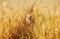 Cute puppy dog Corgi sits in Golden ears in a field of ripe wheat in the village summer