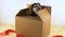 Cute puppy dog crawls out postage box with red ribbon.