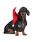 Cute puppy dog Dachshund breeds, black and tan, in a Christmas Santa hat. Isolated on a white background