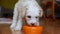 Cute puppy dog drinks water from orange bowl