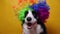 Cute puppy dog with funny face border collie wearing colorful curly clown wig isolated on yellow background. Funny dog