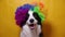 Cute puppy dog with funny face border collie wearing colorful curly clown wig isolated on yellow background. Funny dog