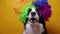 Cute puppy dog with funny face border collie wearing colorful curly clown wig isolated on yellow background. Funny dog