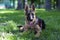 Cute Puppy Dog of German Shepherd. Animal Portrait