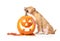 Cute puppy dog with glowing Halloween pumpkin.