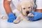 Cute puppy dog licking the bandage on its paw
