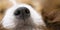 Cute puppy dog nose - web banner idea