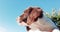 Cute puppy dog outdoors blue sky copyspace