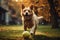 cute puppy dog playing with ball outdoor cinematic