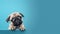 Cute puppy dog pug above banner look down with copy scape for label on blue background