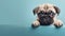 Cute puppy dog pug above banner look down with copy scape for label on blue background