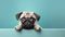 Cute puppy dog pug above banner look down with copy scape for label on blue background