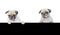 Cute puppy dog pug above banner look down with copy scape for label on white background, Mockup template for gift certificate. Pug